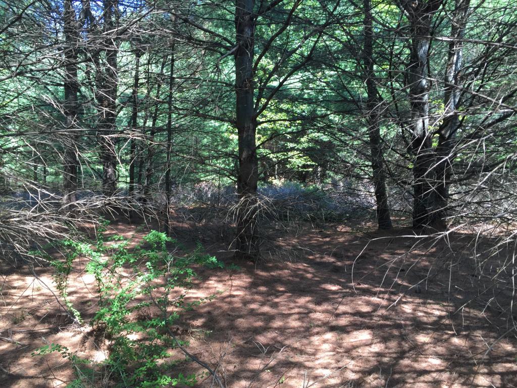 0 Meredith Neck Road, Unit LOT 1 Meredith, NH 03253 - Photo 18 of 18