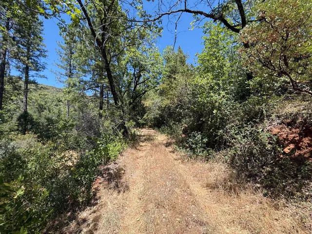 a view of a yard with plants and a bench