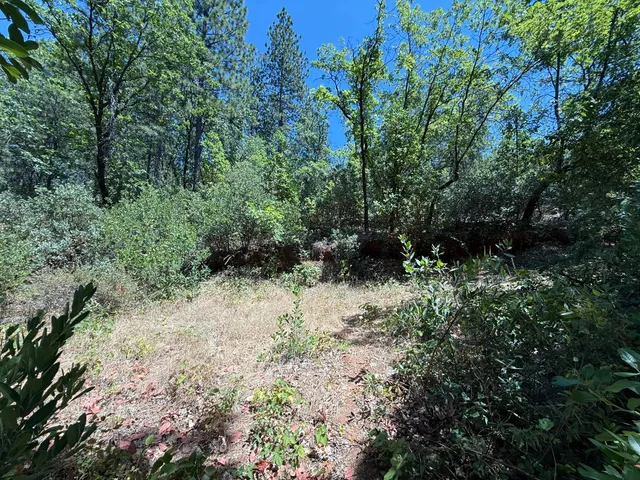 a view of a forest with trees and bushes