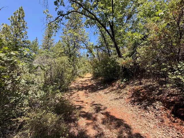 a view of a dry yard with trees