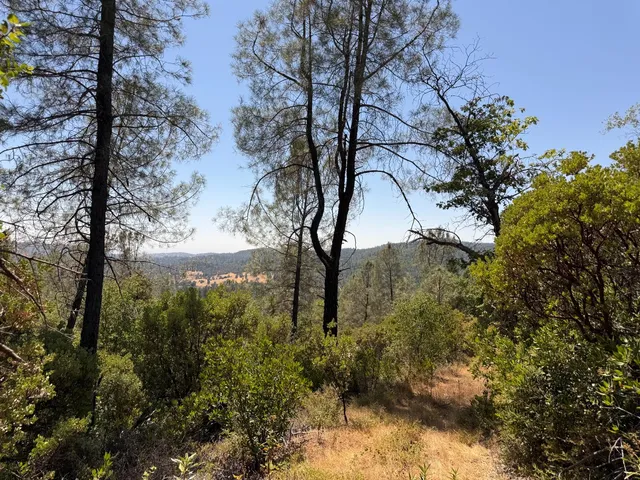 a view of a forest with a tree