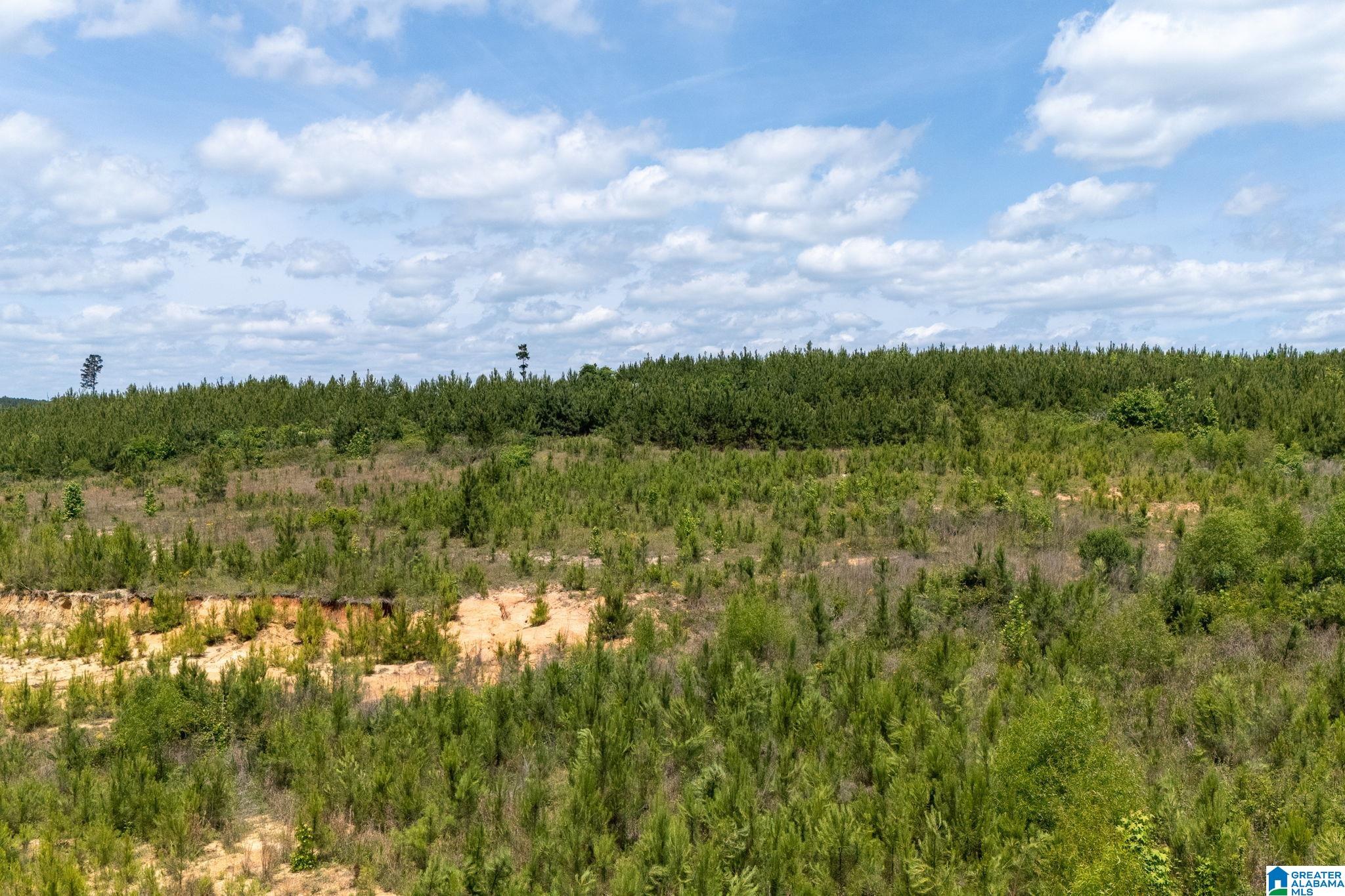 16 County Road Maplesville, AL 36750 - Photo 14 of 26