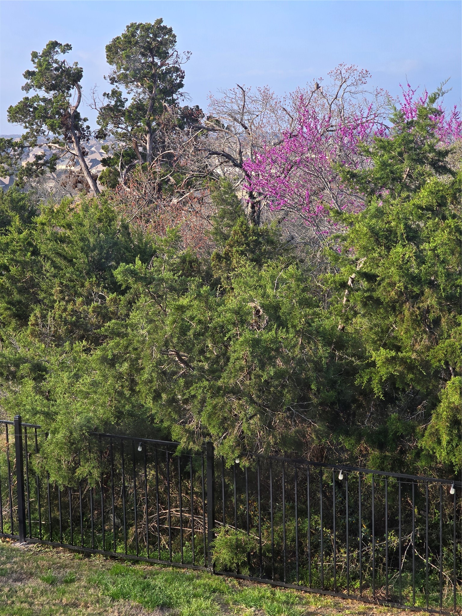 1722 Rowdy Loop, Unit 7 Leander, TX 78641 - Photo 30 of 37 Enjoy serene views of lush greenery and colorful blossoms beyond a charming black wrought-iron fence, perfect for nature lovers seeking tranquility.