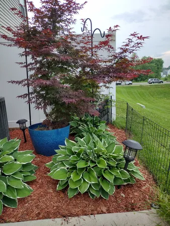 a view of a backyard with plants