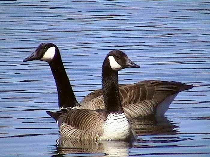 Lot 29 Us Rt 1 Road Weston, ME 04424 - Photo 22 of 25 geese-maine-lakes