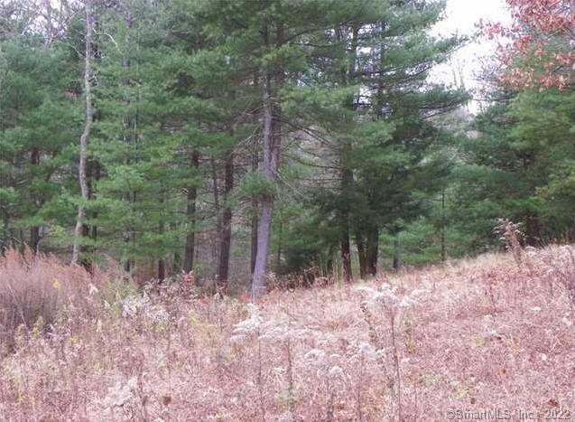 0 Danbury Quarter Road Winsted, CT 06098 - Photo 1 of 1 a view of a forest with lots of trees