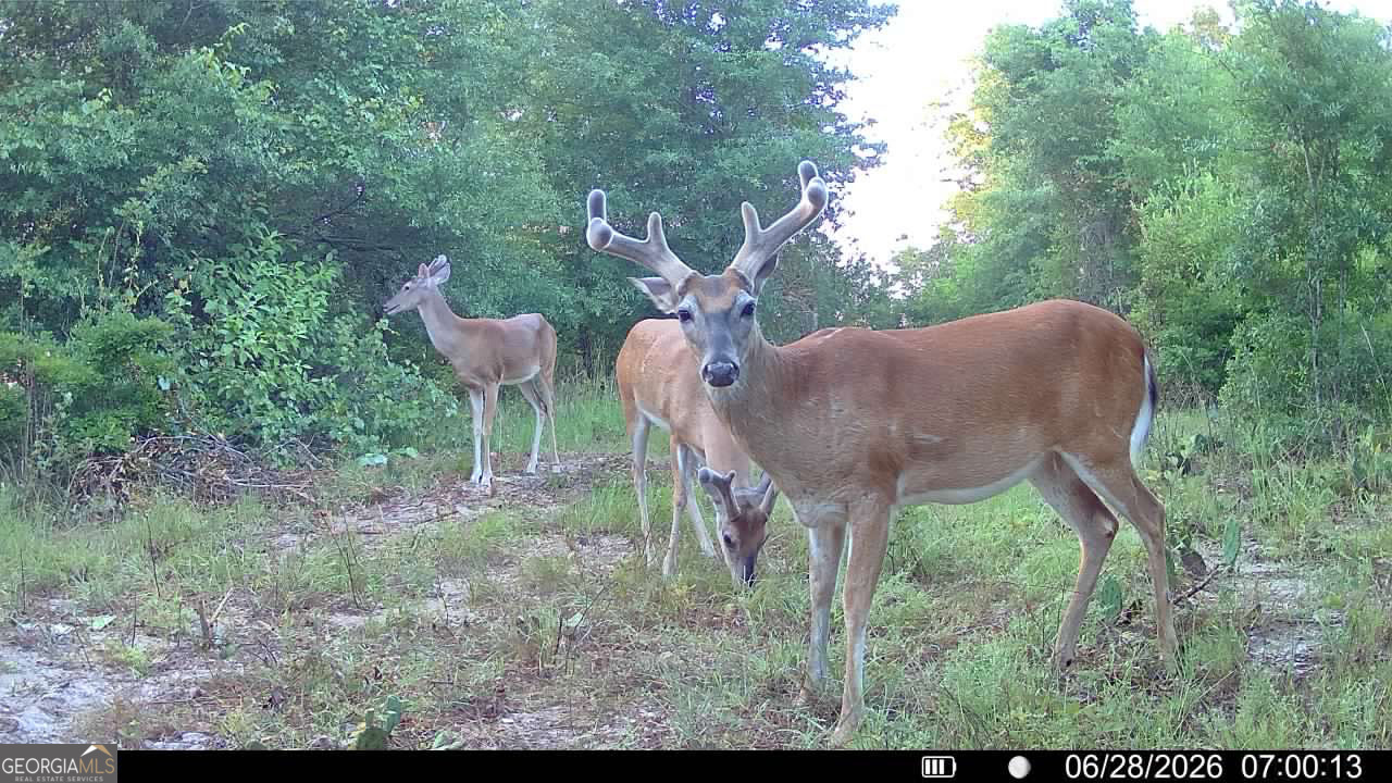 Tbd Tbd Wooten Road Cuthbert, GA 39840 - Photo 10 of 71