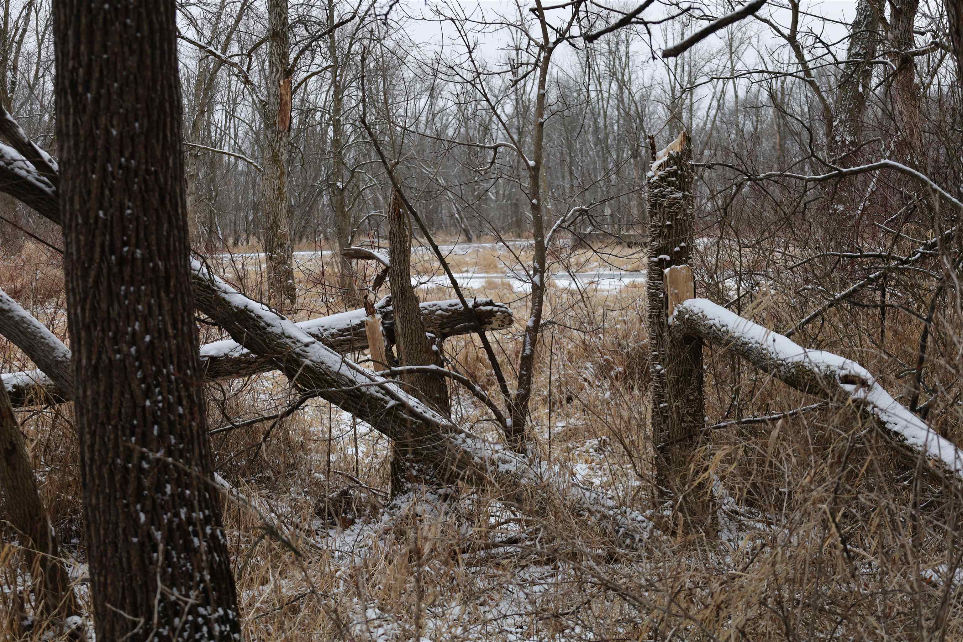 0 Beaver Road Freeport, IL 61032 - Photo 18 of 37 a view of a tree in a yard