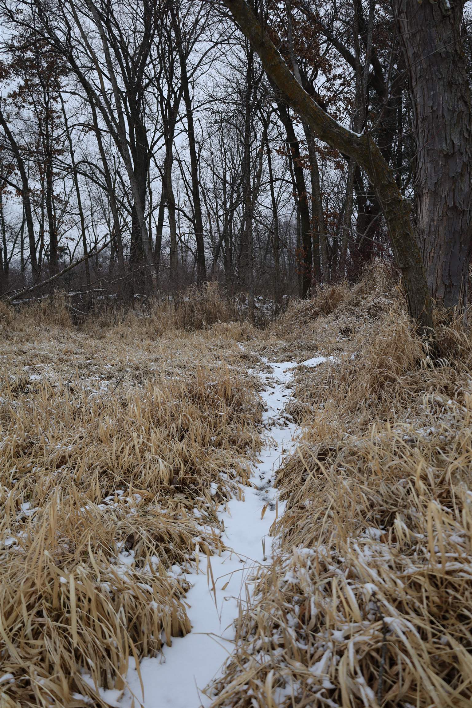 0 Beaver Road Freeport, IL 61032 - Photo 19 of 37 a view of a yard with a tree