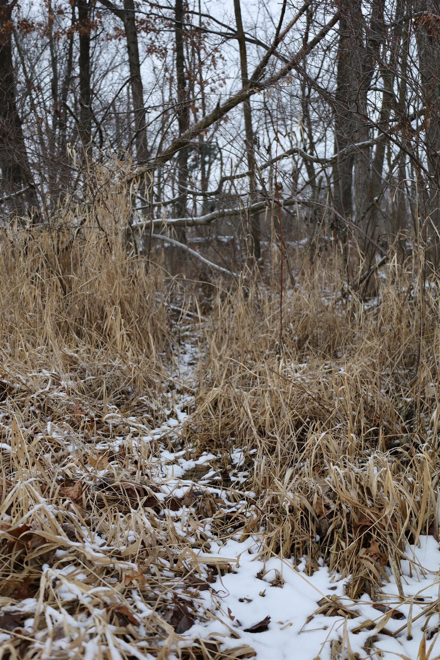 0 Beaver Road Freeport, IL 61032 - Photo 20 of 37 a backyard of a house with a yard and covered with snow