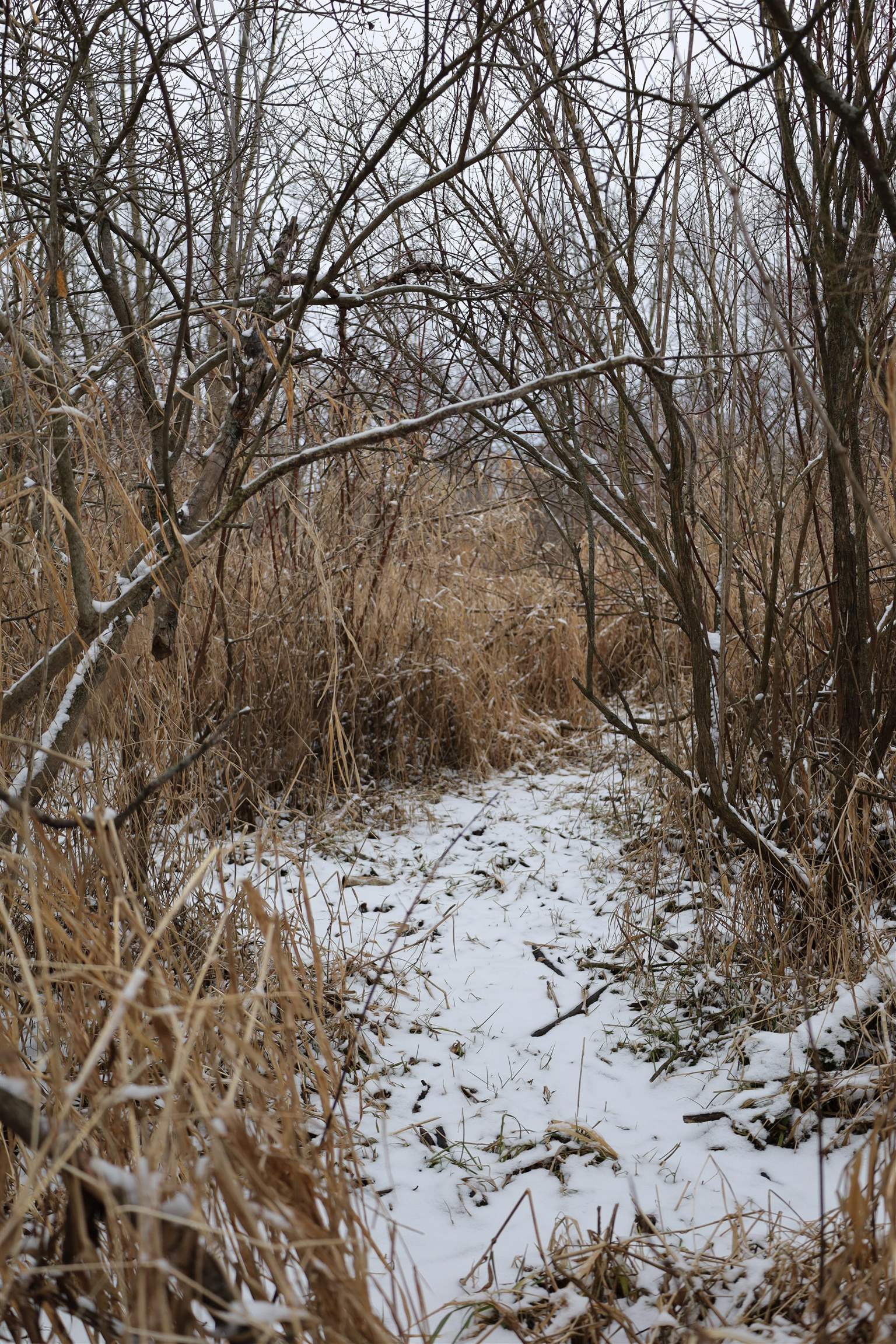 0 Beaver Road Freeport, IL 61032 - Photo 22 of 37 a view of a yard with a tree