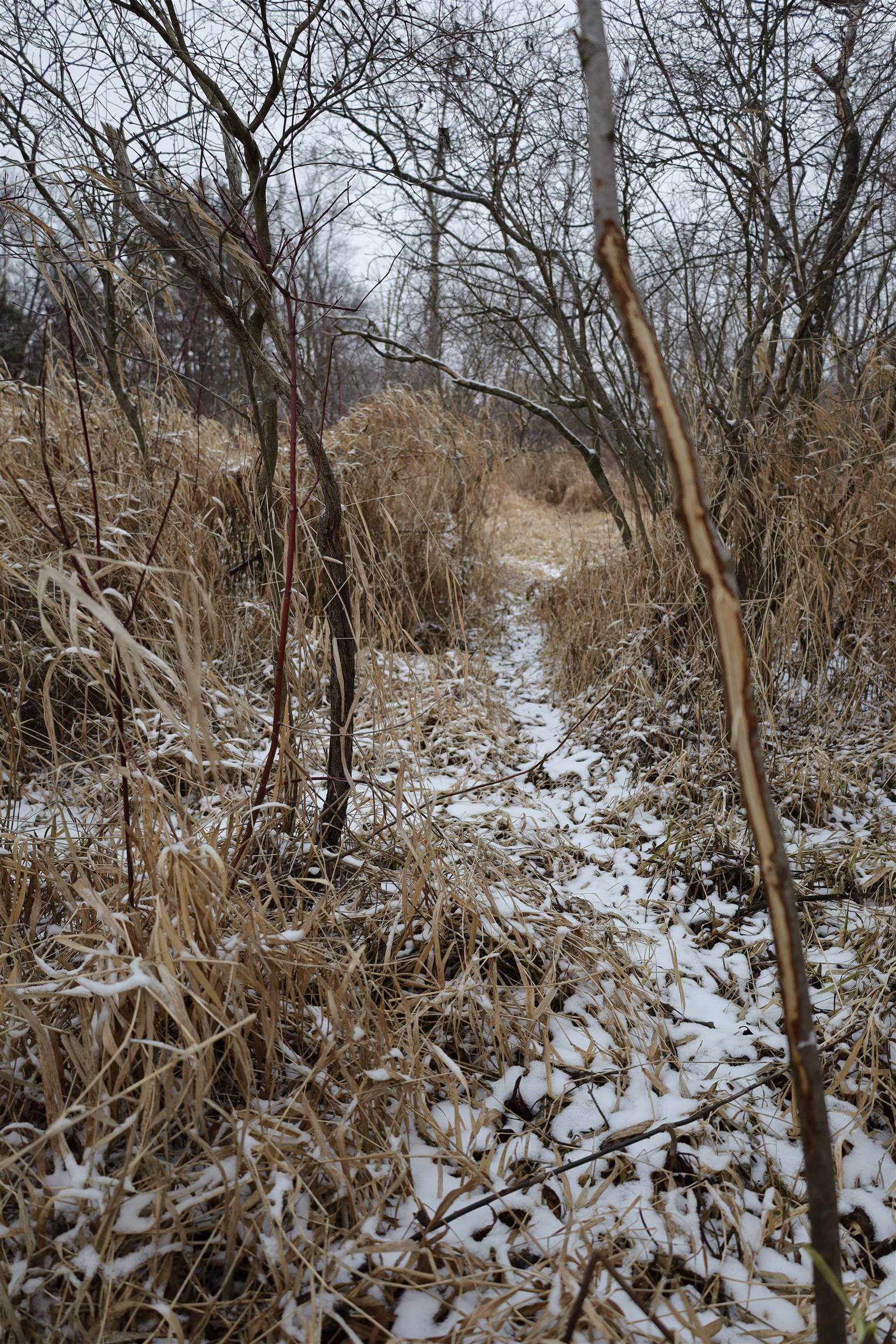 0 Beaver Road Freeport, IL 61032 - Photo 23 of 37 a view of a yard with a tree