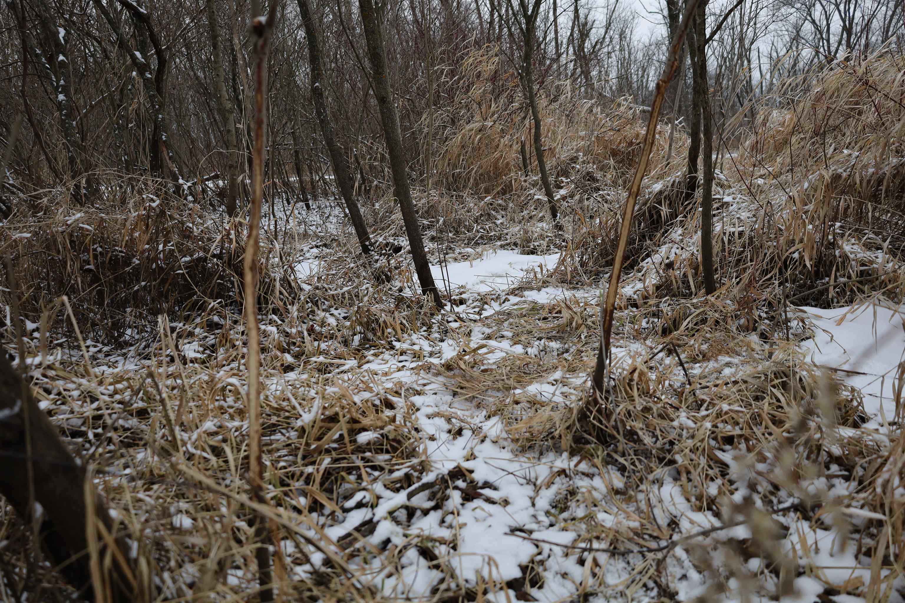 0 Beaver Road Freeport, IL 61032 - Photo 24 of 37 a view of a yard with a tree