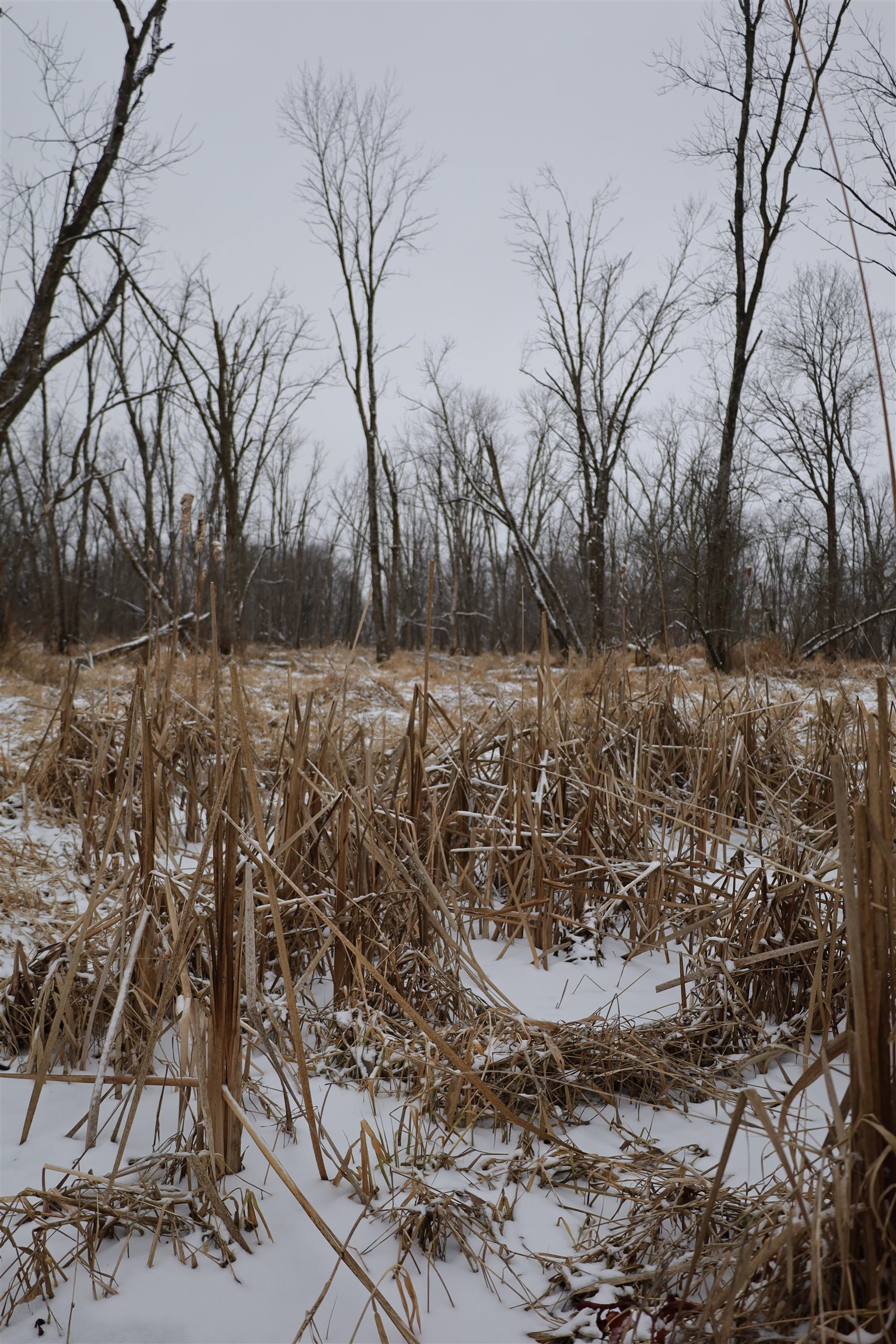 0 Beaver Road Freeport, IL 61032 - Photo 25 of 37 a view of a yard with large trees