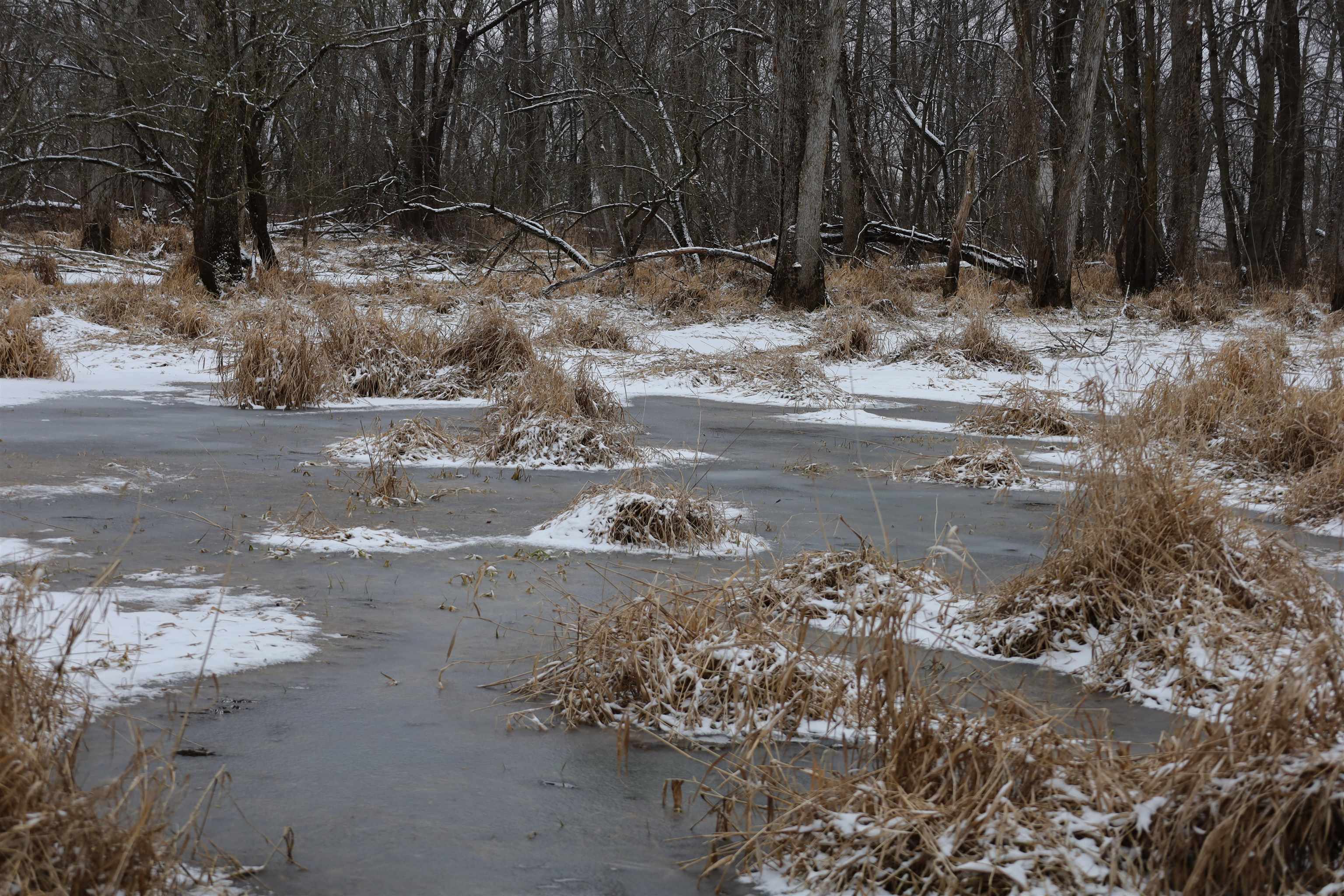 0 Beaver Road Freeport, IL 61032 - Photo 26 of 37 a view of backyard with green space