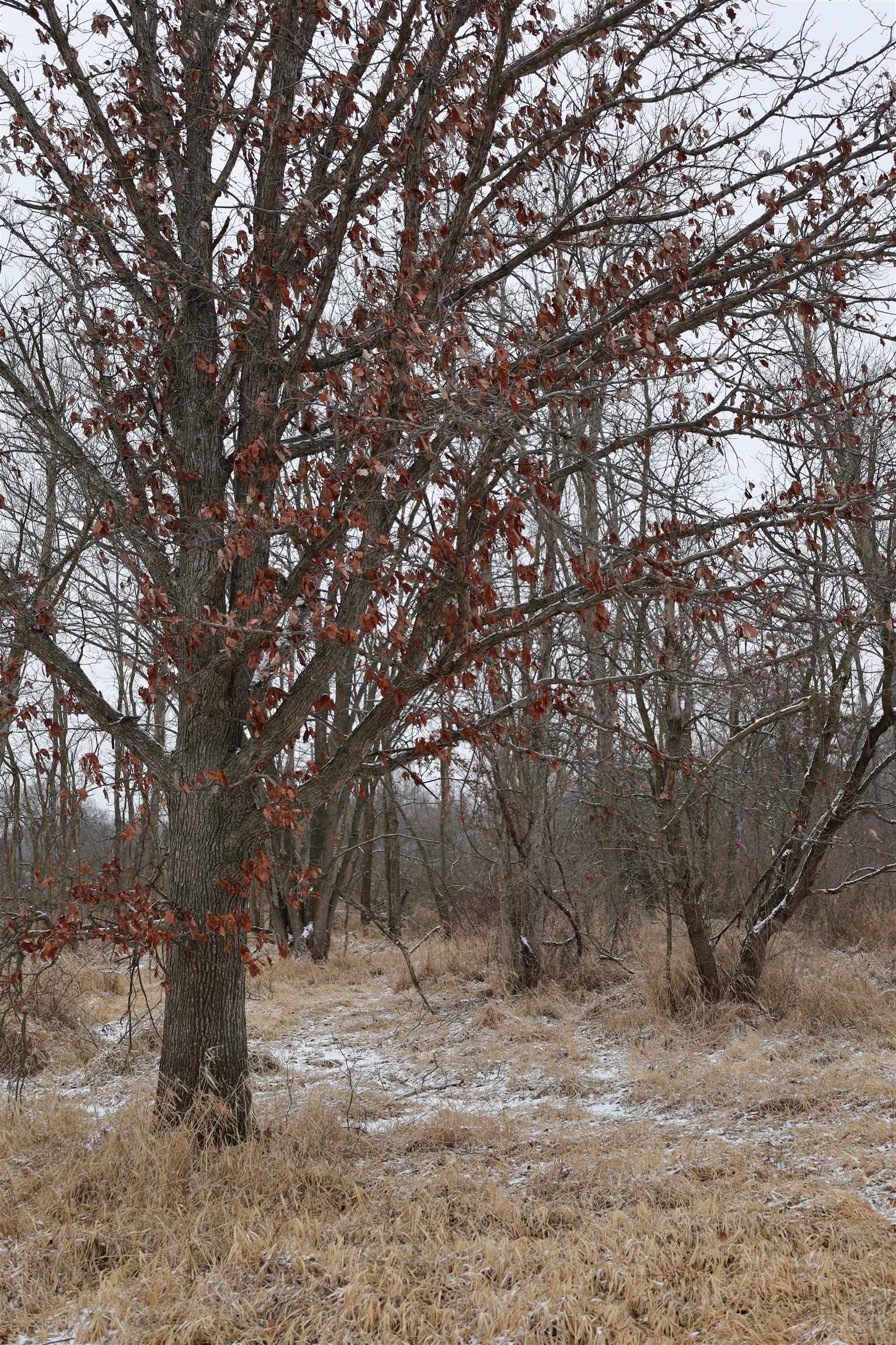 0 Beaver Road Freeport, IL 61032 - Photo 27 of 37 a view of a trees with a tree