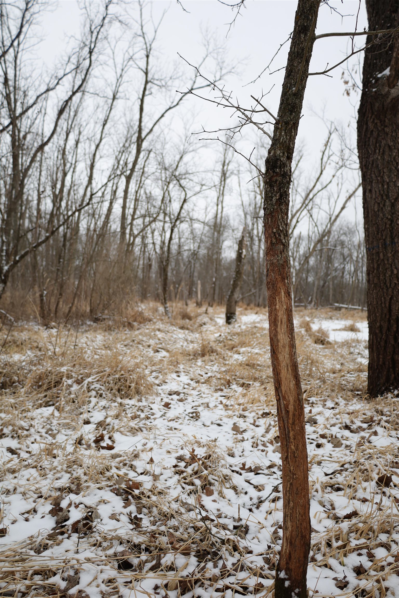 0 Beaver Road Freeport, IL 61032 - Photo 28 of 37 a view of a yard with trees