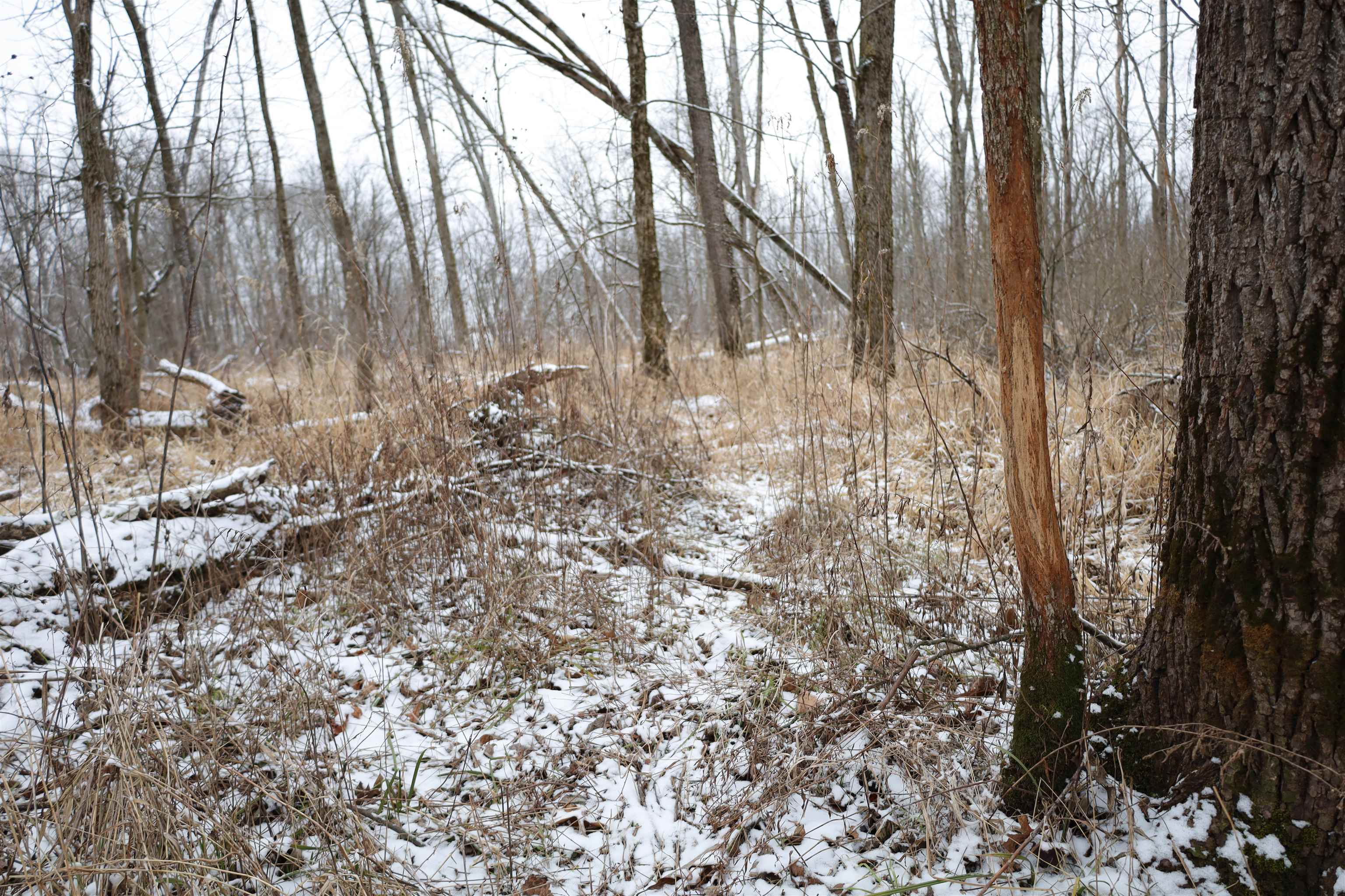 0 Beaver Road Freeport, IL 61032 - Photo 29 of 37 a view of forest