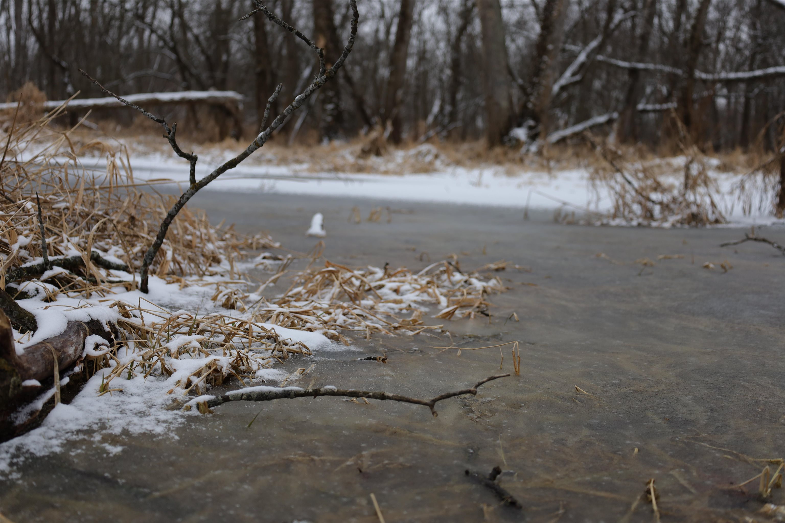 0 Beaver Road Freeport, IL 61032 - Photo 34 of 37 a view of a tree in a yard