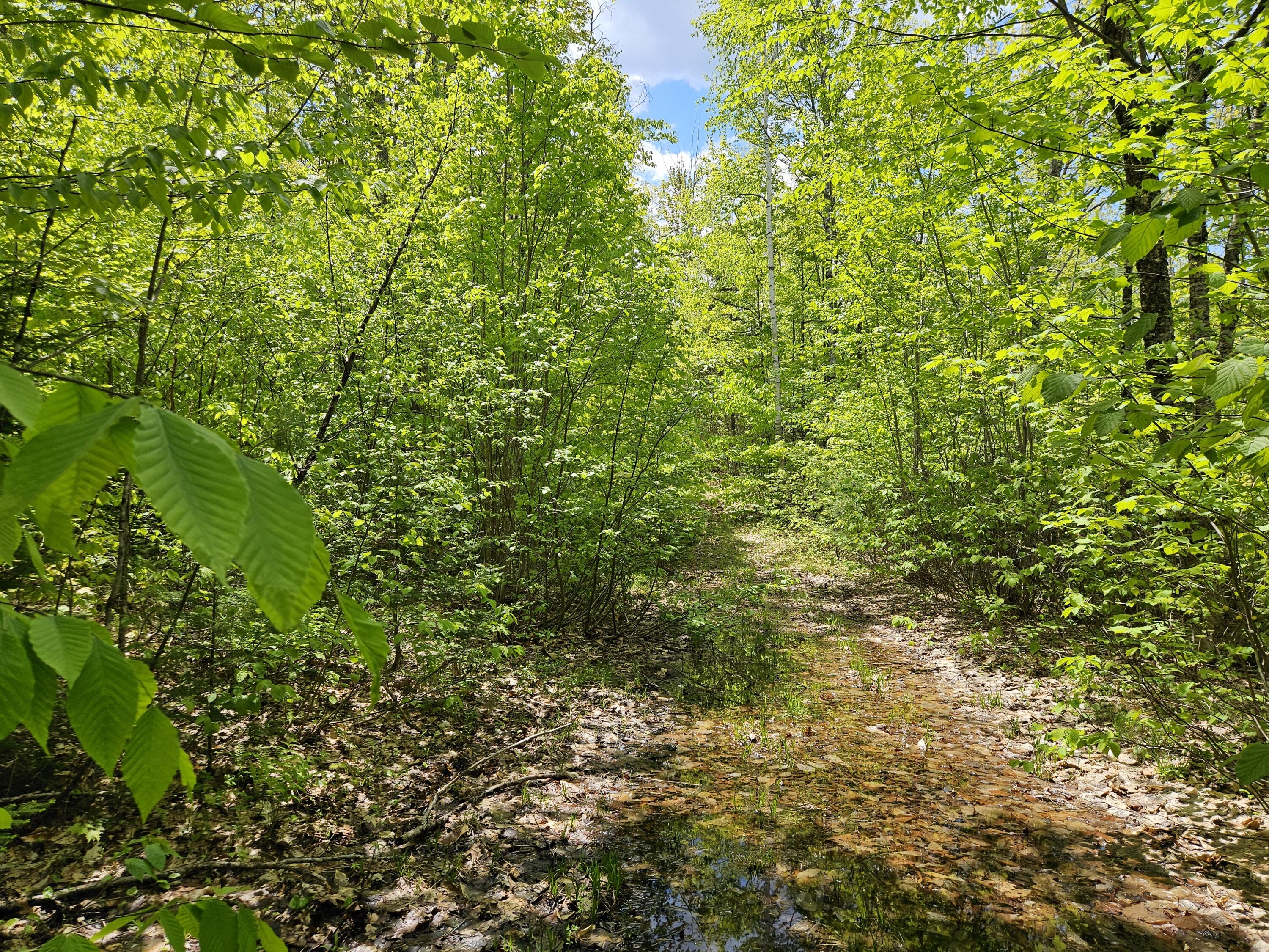 2 Mud Pond Road Madrid Township, ME 04966 - Photo 37 of 42 Madrid Lot