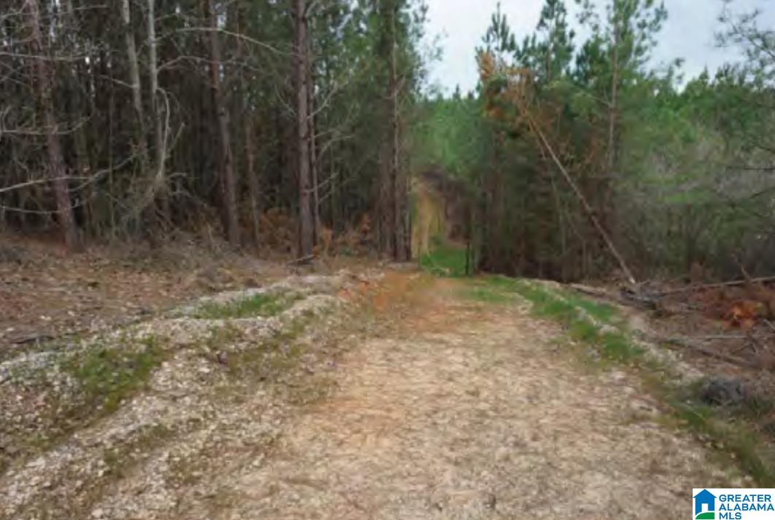 0 Highway 5, Unit 19 ACRES Centreville, AL 35042 - Photo 7 of 9