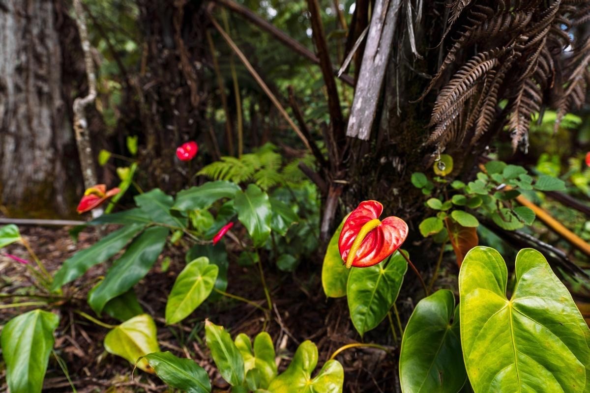 19-4252 Wright Road Volcano, HI 96785 - Photo 29 of 30