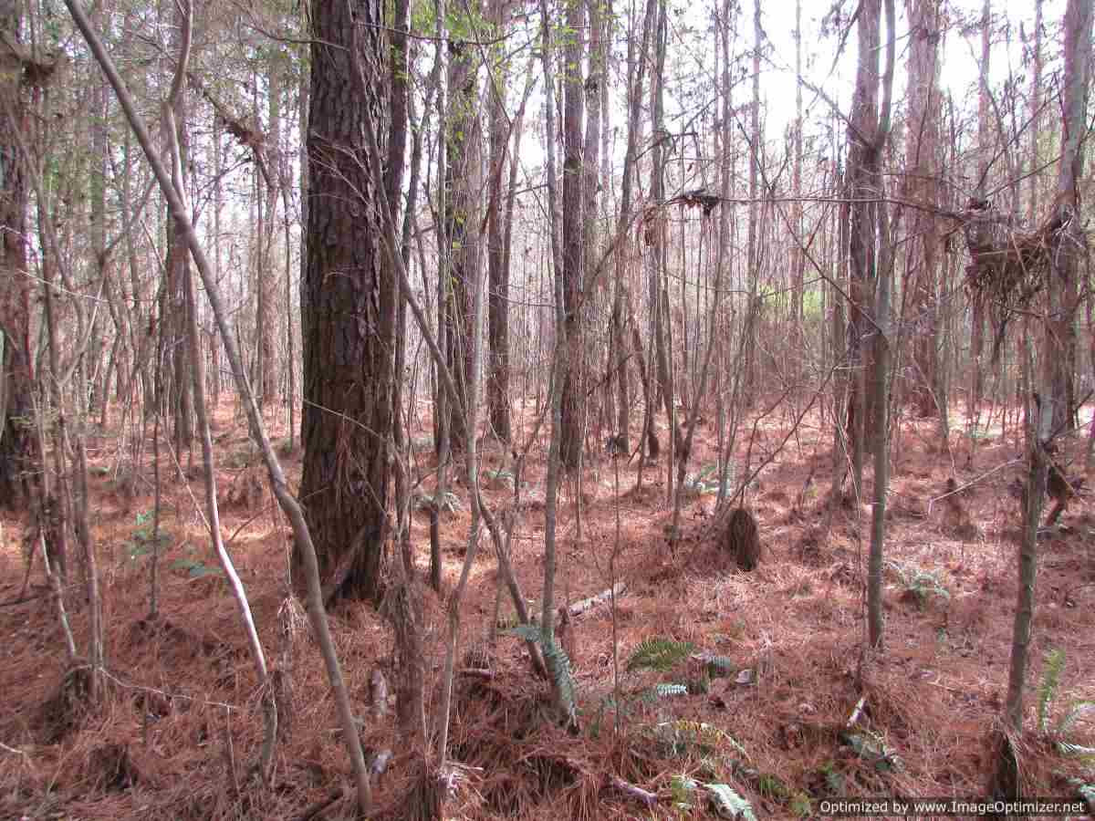 0 Stump Bridge Road Canton, MS 39046 - Photo 24 of 50 Photo 24