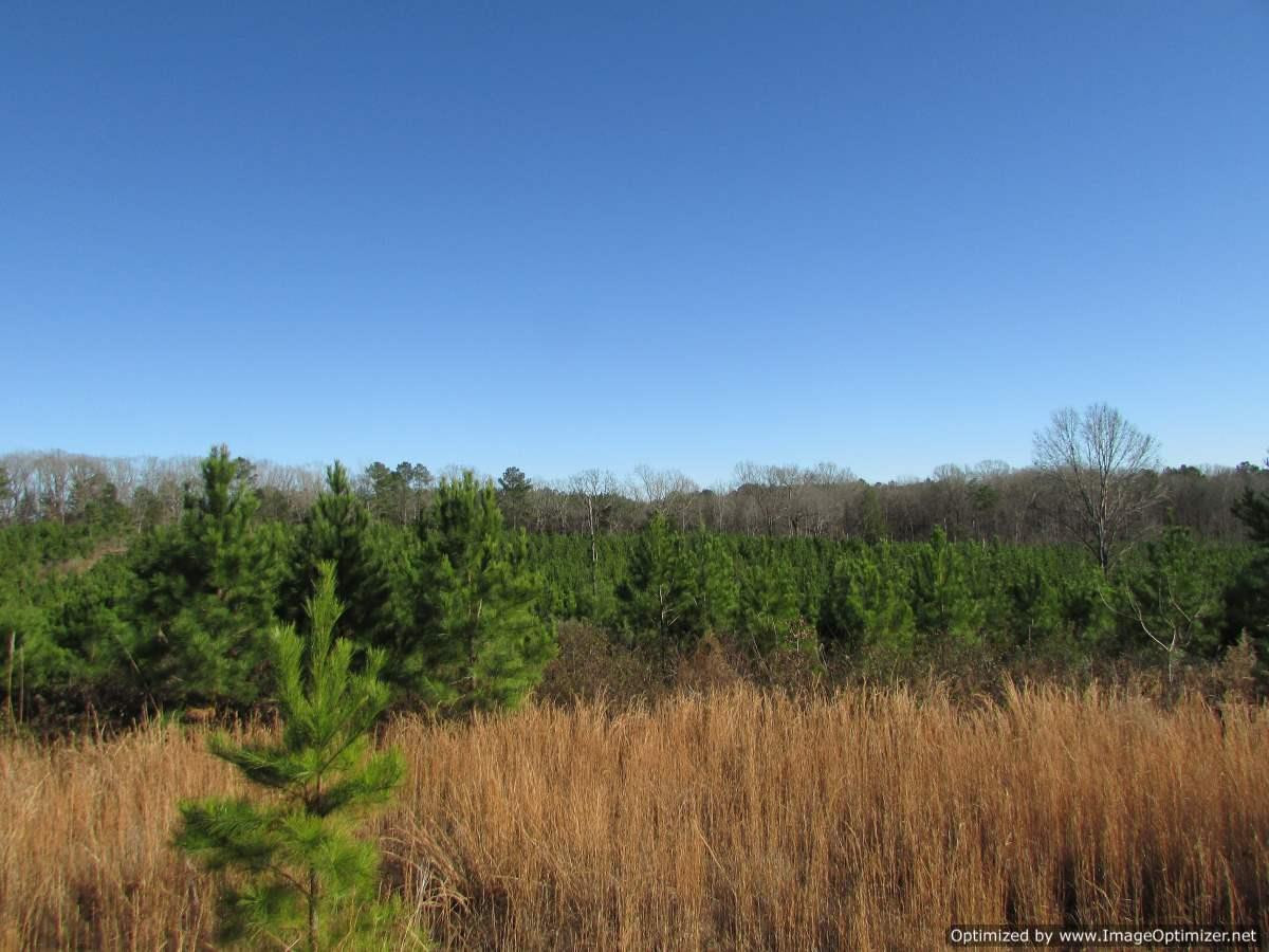 0 Stump Bridge Road Canton, MS 39046 - Photo 26 of 50 Photo 26