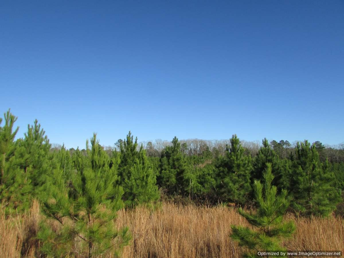 0 Stump Bridge Road Canton, MS 39046 - Photo 27 of 50 Photo 27