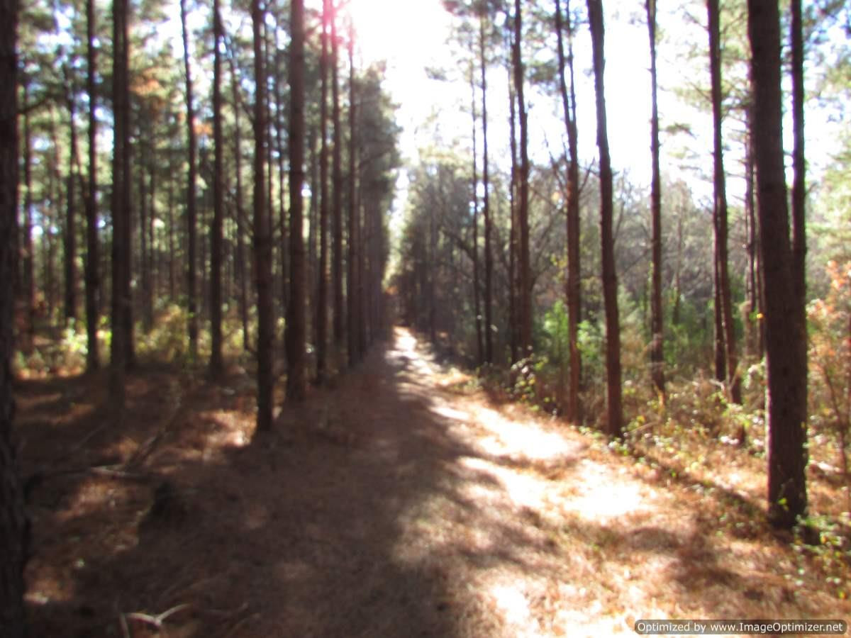 0 Stump Bridge Road Canton, MS 39046 - Photo 4 of 50 Photo 4