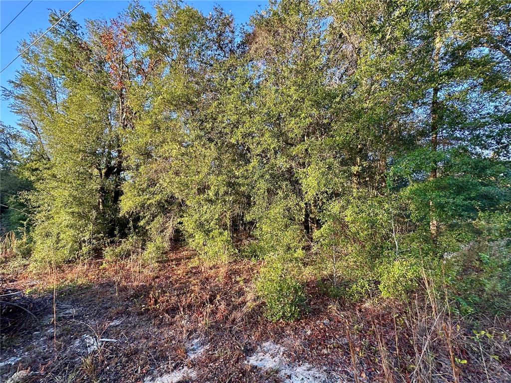 Northwest 16th Place Ocala, FL 34482 - Photo 7 of 13 a view of a large yard with lots of bushes