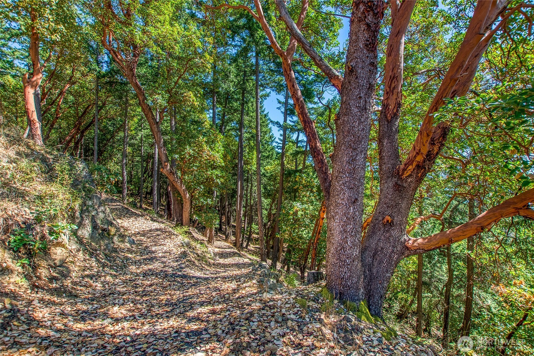 64 Hammond Lane Orcas Island, WA 98245 - Photo 39 of 39 a view of a forest with trees