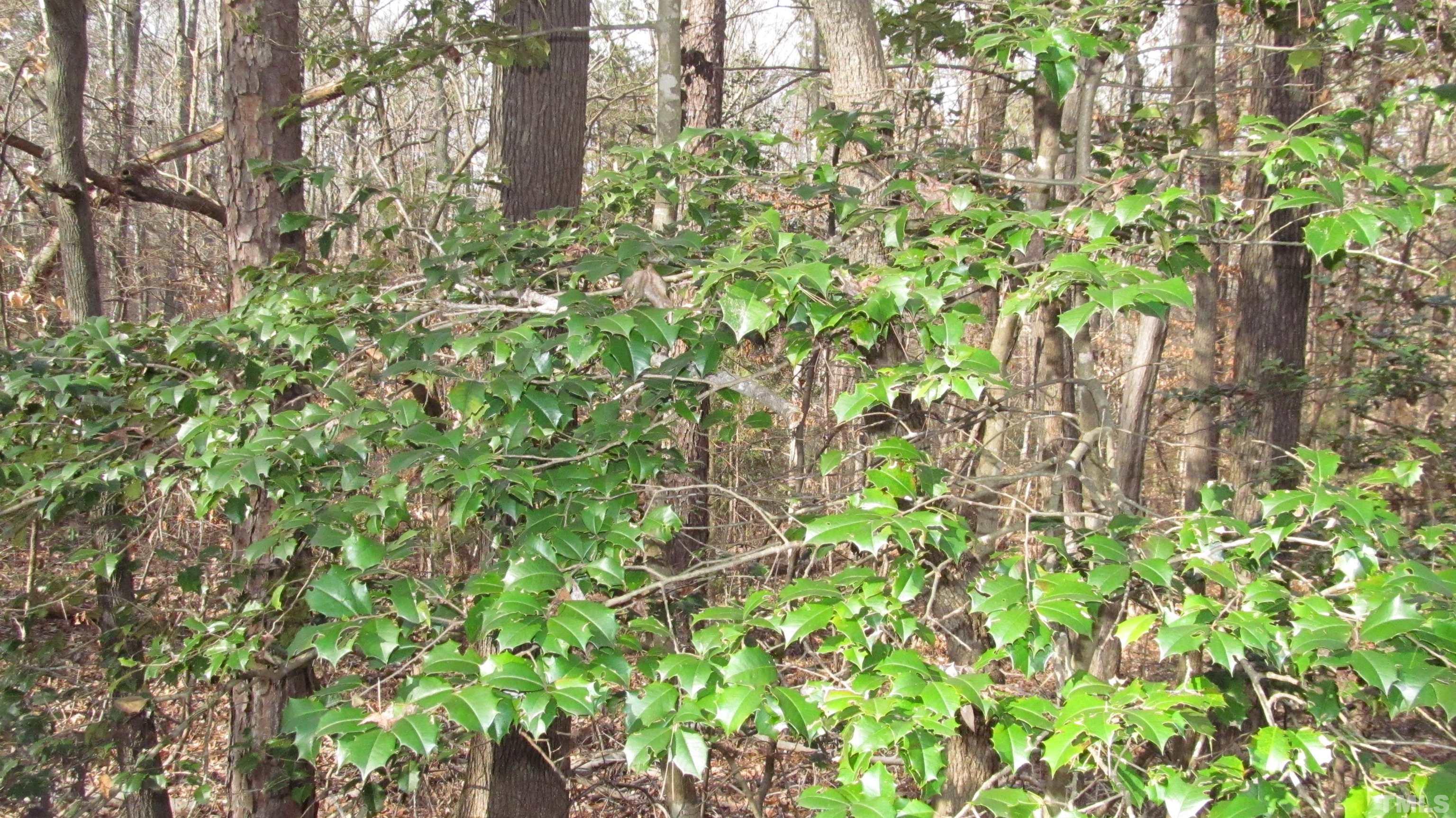 Lot 50 Lewis Road Clarksville, VA 23927 - Photo 7 of 24 Gallery Image 7