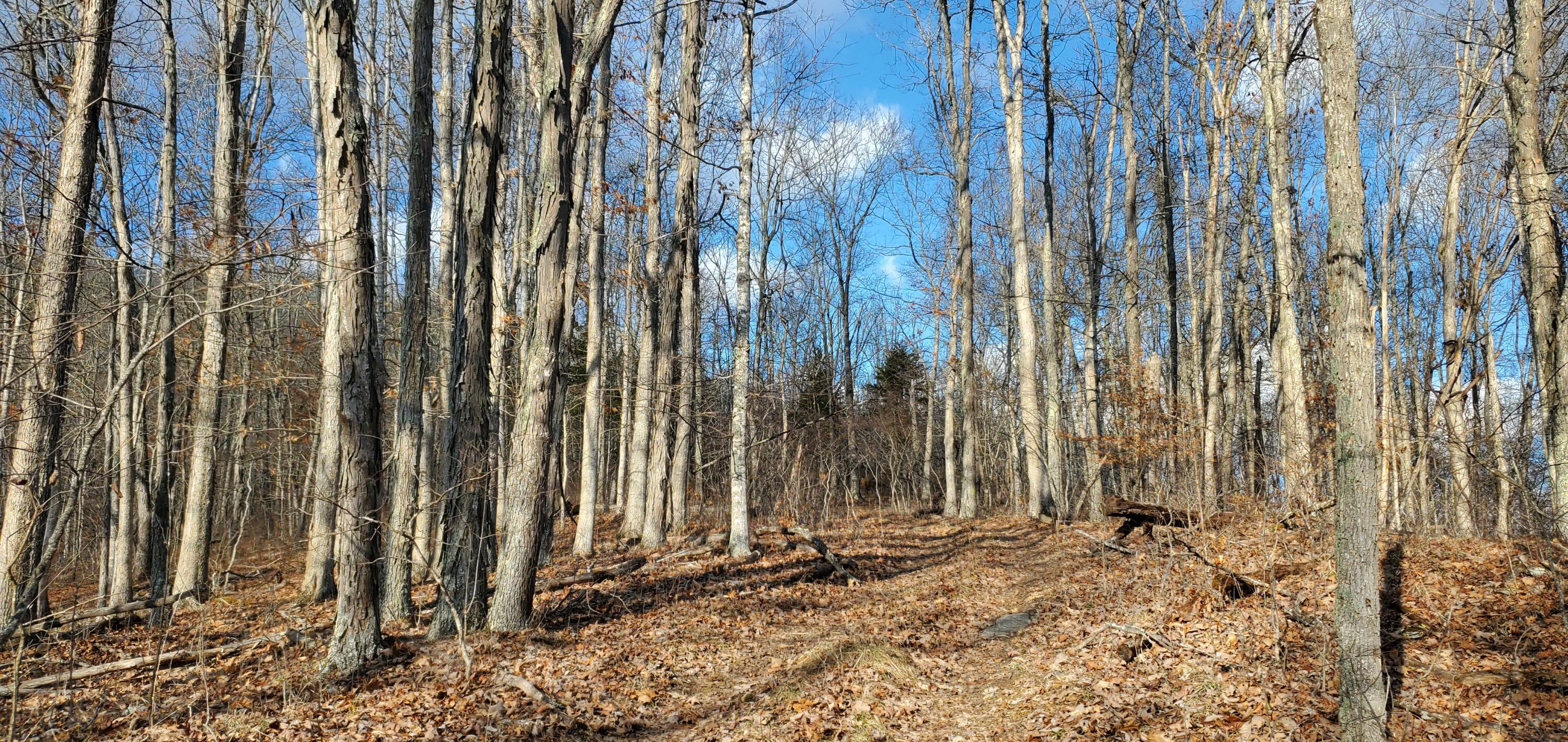 Davis Stuart Road Lewisburg, WV 24901 - Photo 27 of 72 Gallery Image 27
