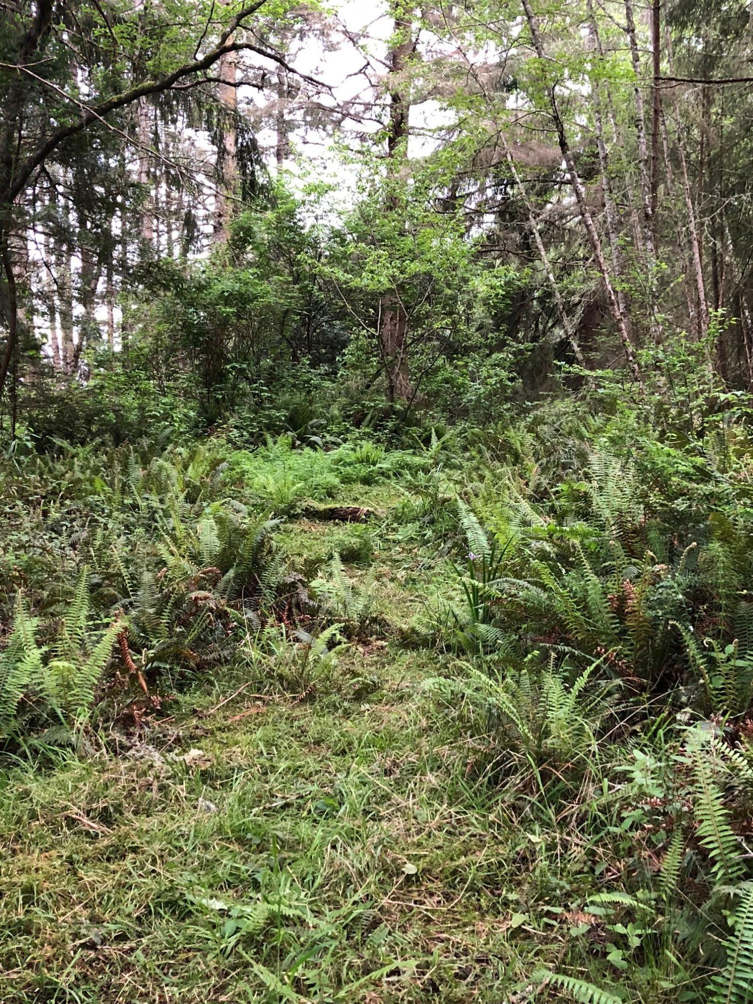0 Splinter Lane Arcata, CA 95521 - Photo 4 of 15