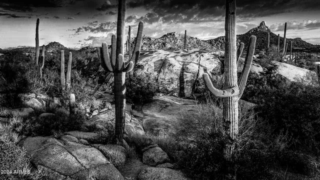 a plant with lots of plants and trees