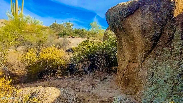 a view of a dry yard with trees
