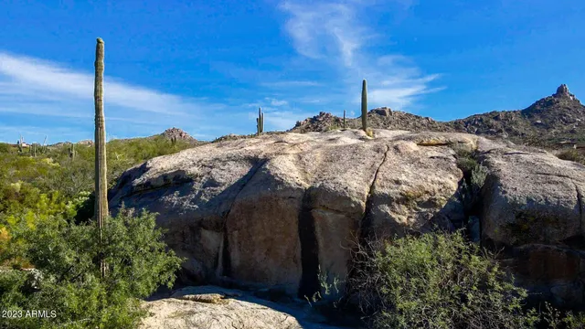 a view of a forest with trees