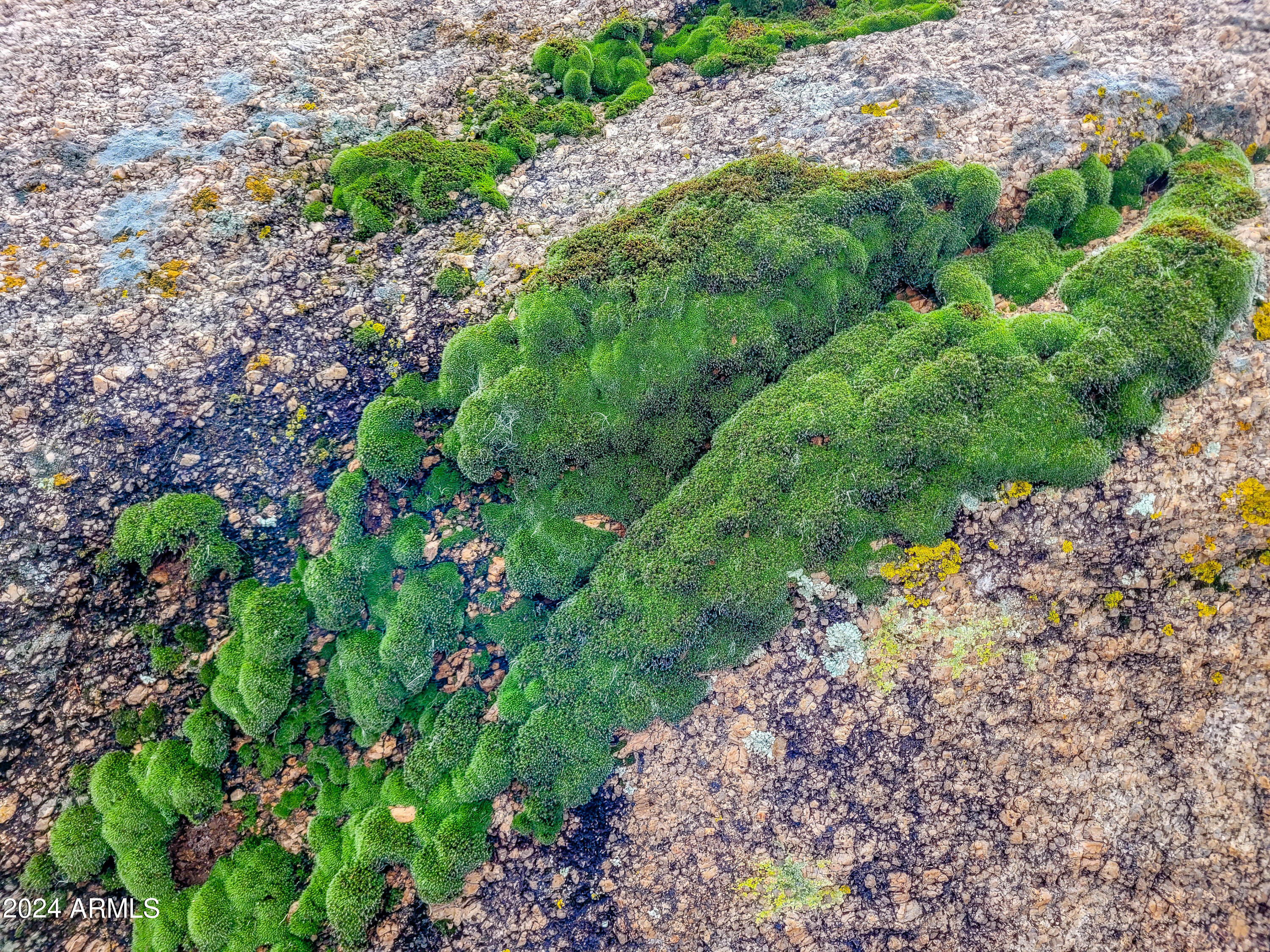 27777 North 95th Street, Unit 1 Scottsdale, AZ 85262 - Photo 59 of 68 a view of a garden with plants