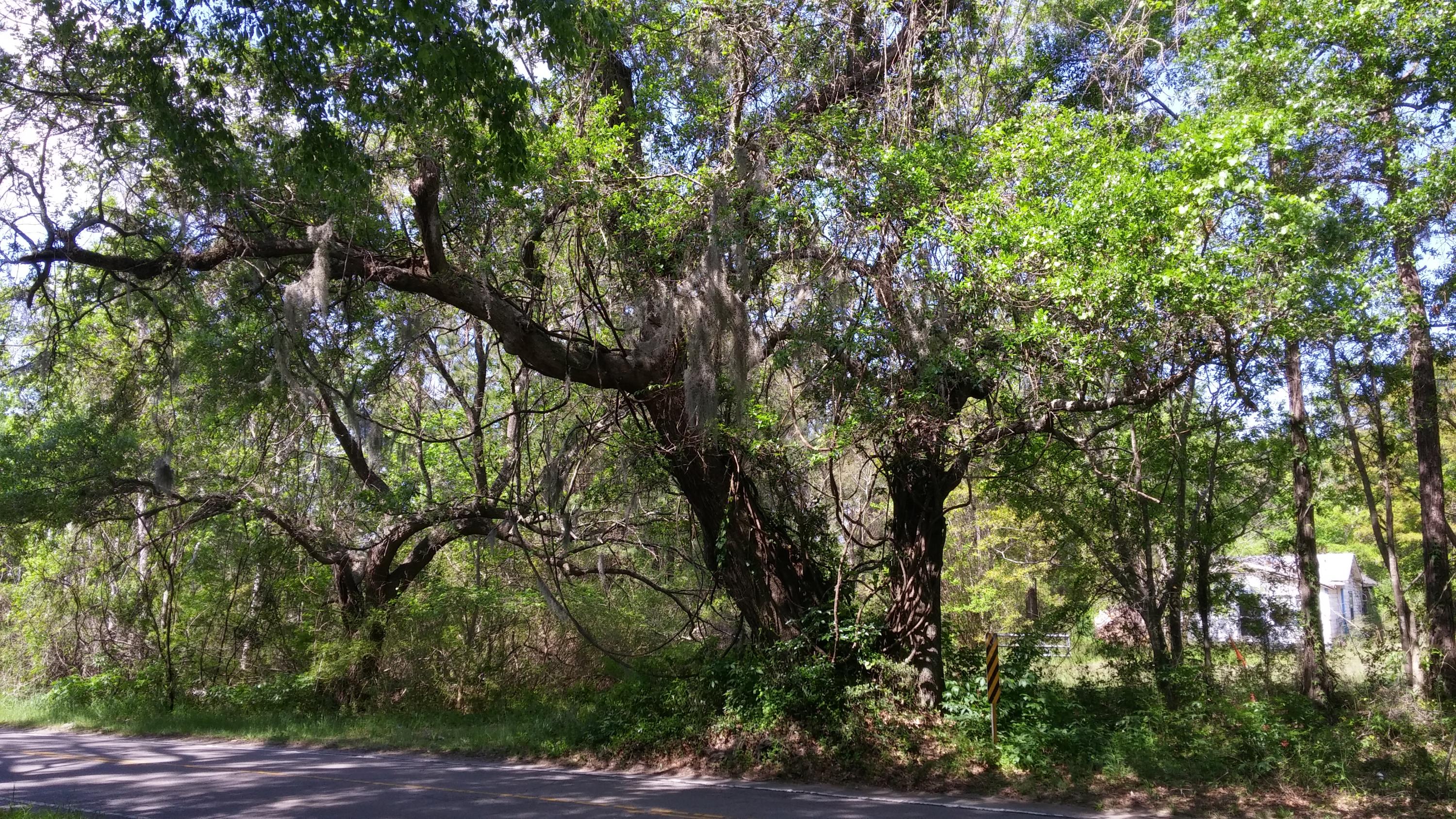 2908 River Road Johns Island, SC 29455 - Photo 5 of 8 20170413_110446