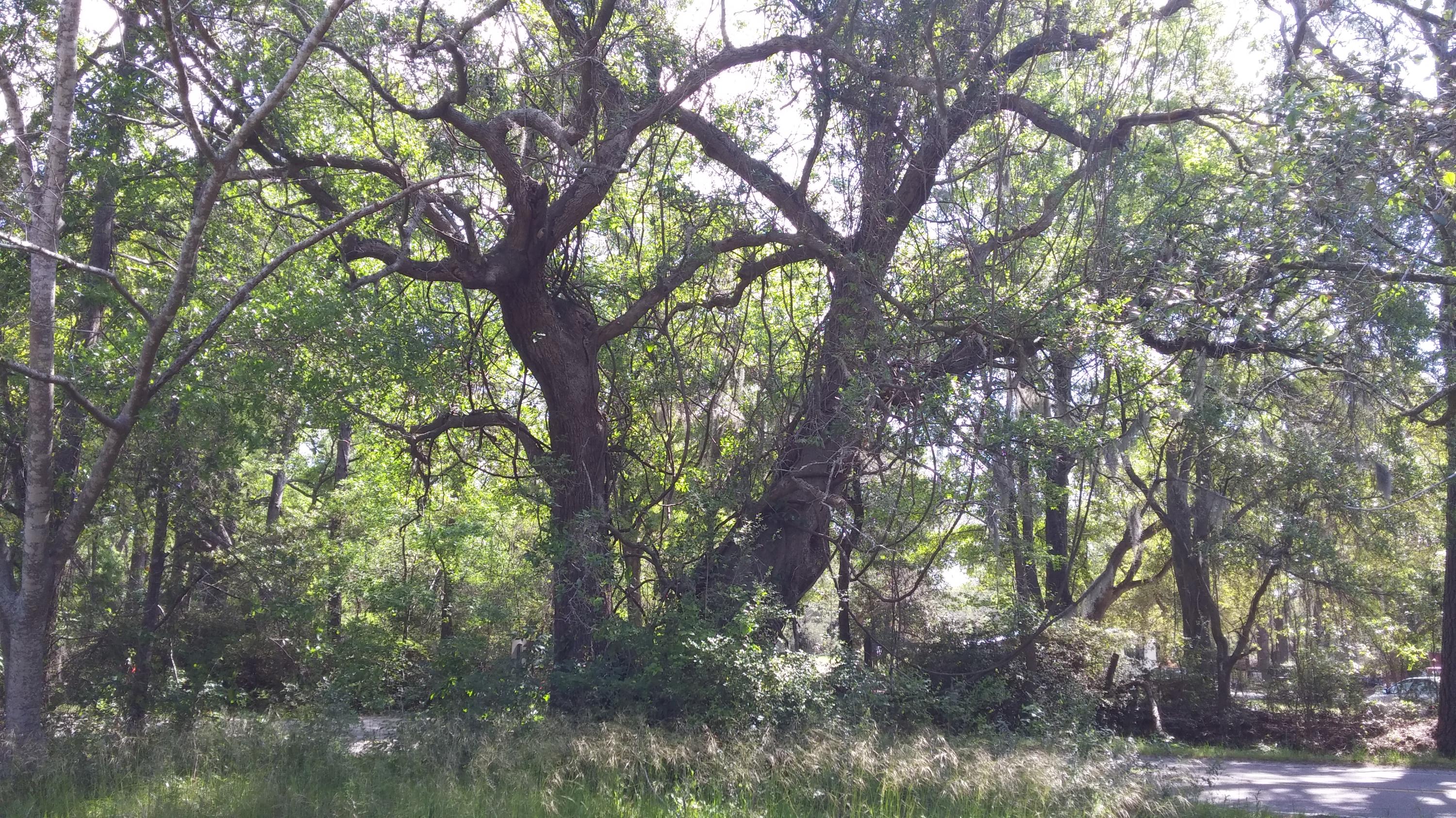 2908 River Road Johns Island, SC 29455 - Photo 7 of 8 20170413_110359