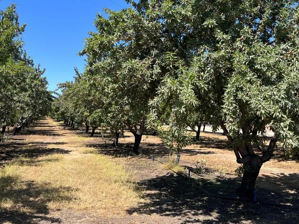 a view of a yard with a tree