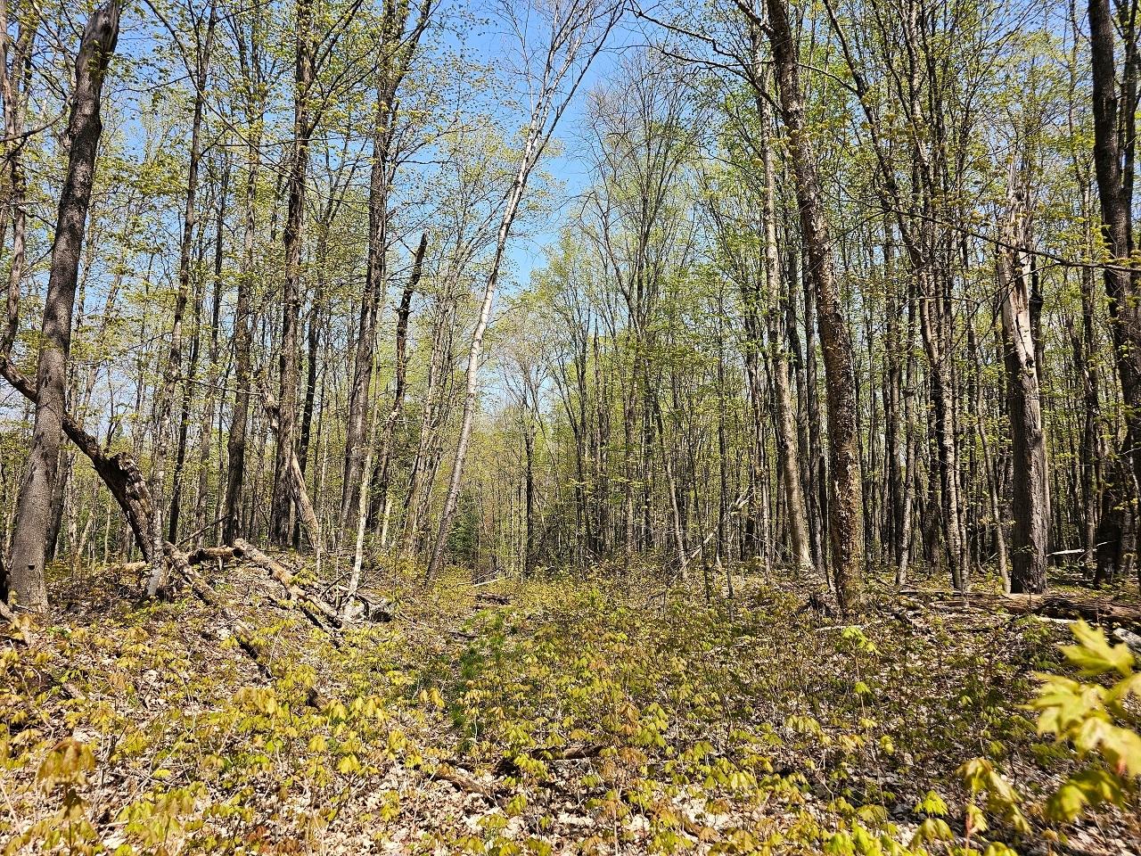 Lot 59 Hewitt Lane Mercer, WI 54547 - Photo 7 of 21 Gallery Image 7