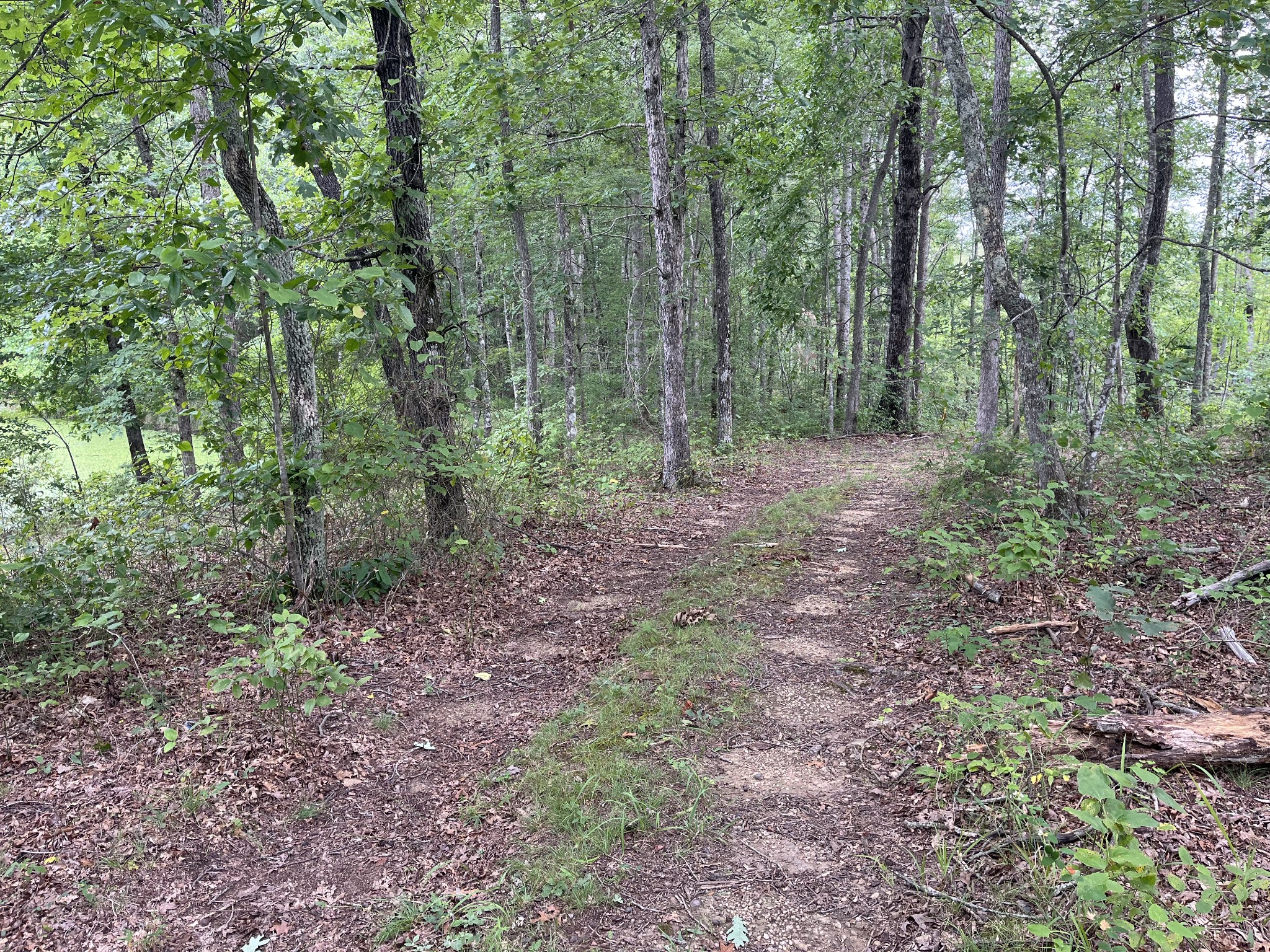 42 Chickory Lane Monteagle, TN 37356 - Photo 4 of 9 a view of a forest that has large trees