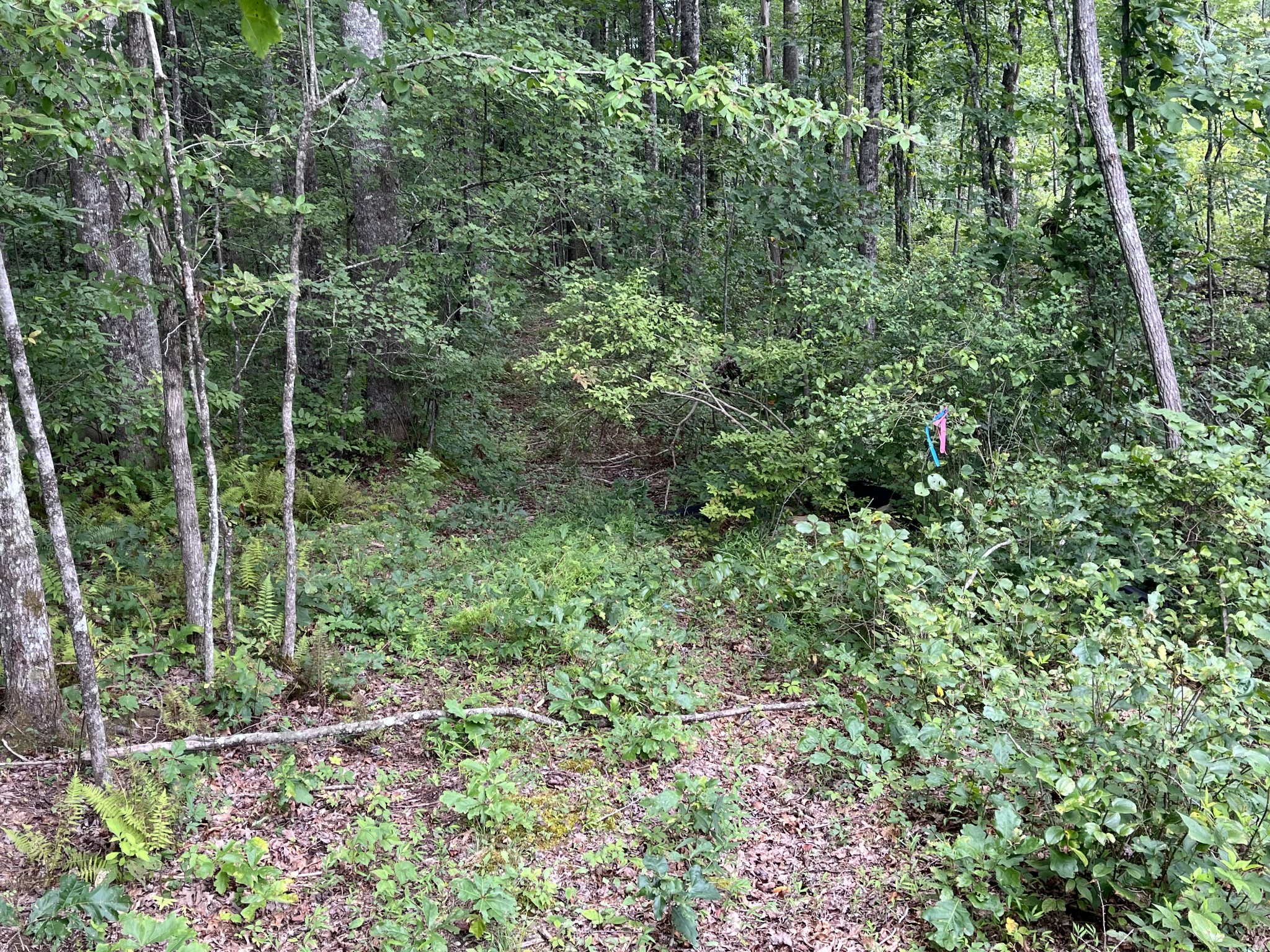 42 Chickory Lane Monteagle, TN 37356 - Photo 7 of 9 a view of a forest with trees and flowers
