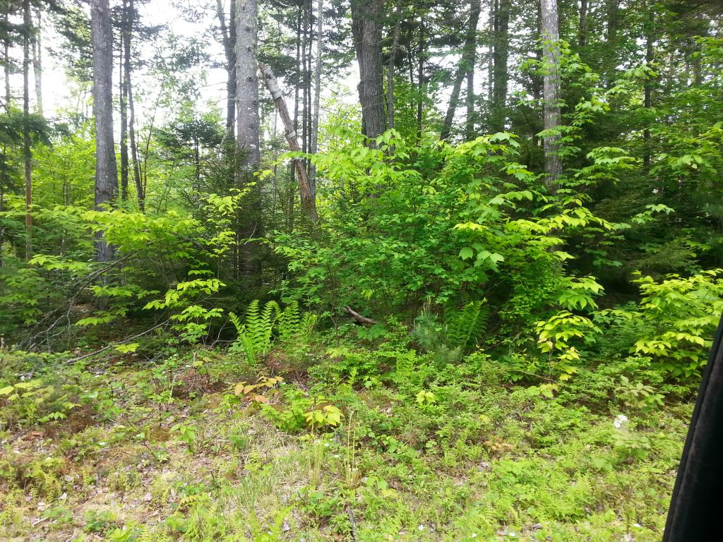 Lots #1-4 Lots Road Campton, NH 03223 - Photo 1 of 14