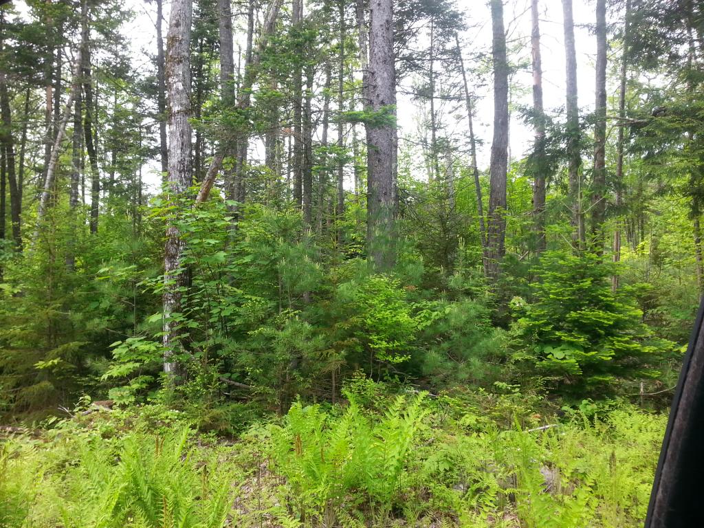 Lots #1-4 Lots Road Campton, NH 03223 - Photo 2 of 14