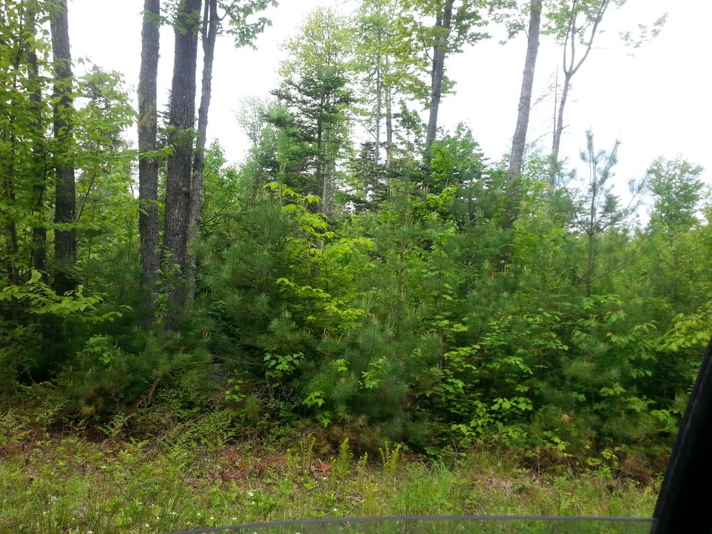 Lots #1-4 Lots Road Campton, NH 03223 - Photo 12 of 14