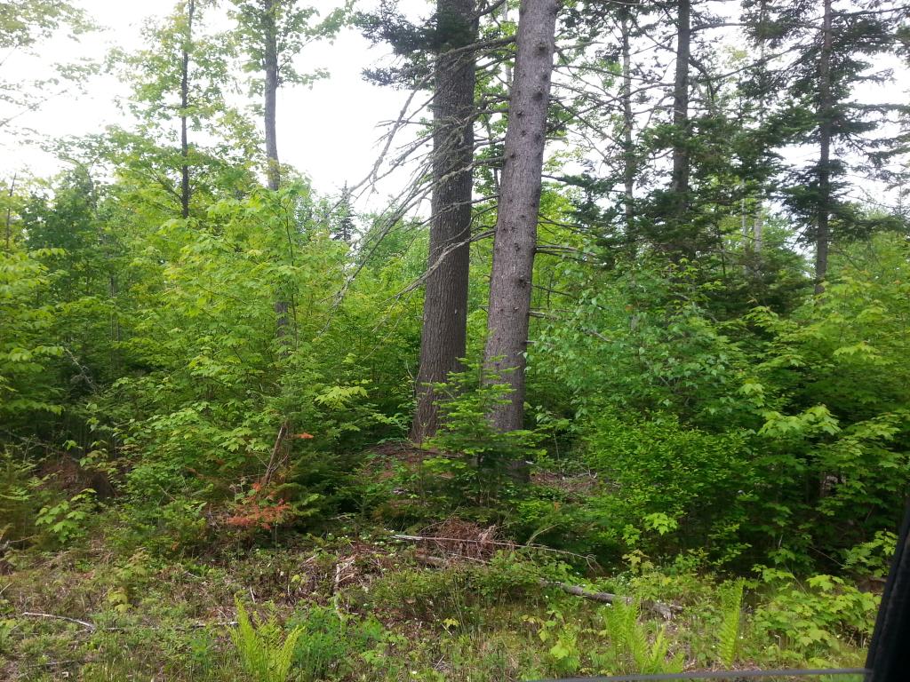 Lots #1-4 Lots Road Campton, NH 03223 - Photo 13 of 14