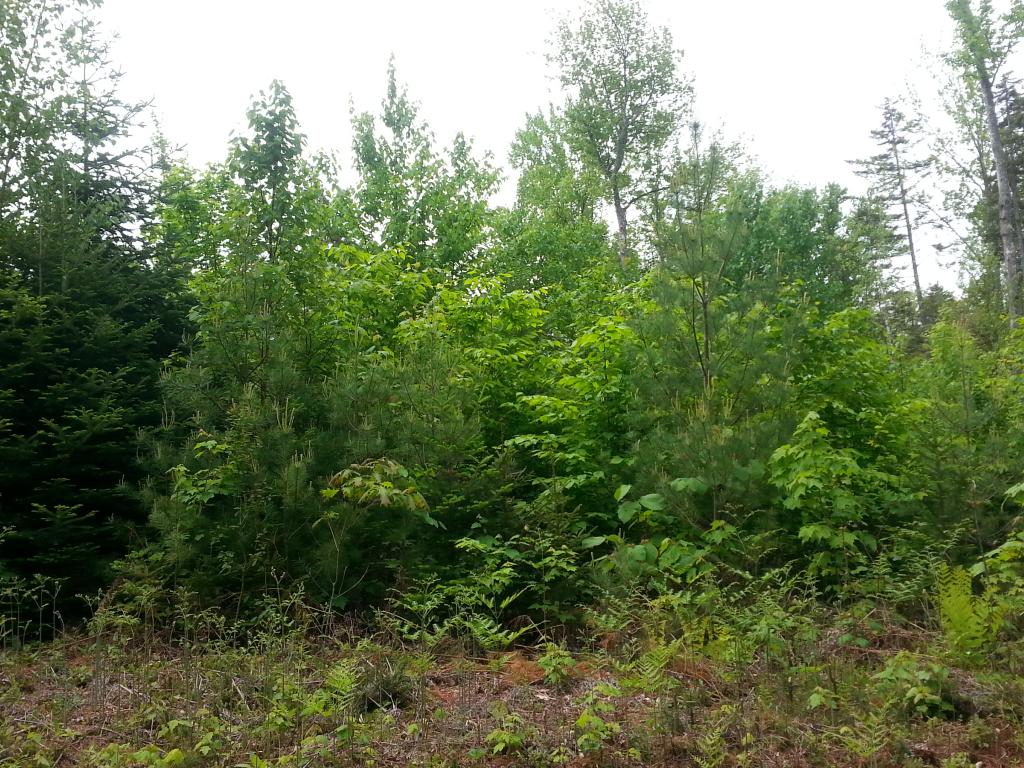 Lots #1-4 Lots Road Campton, NH 03223 - Photo 6 of 14